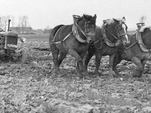 K-24659, Fordson tractor van C.N. den Hamer uit Schoondijke, met drie extra pk, ca. 1950. 
Bron: Collage in Zwart Wit, HK West-Zeeuws-Vlaanderen, fotoâ€™s van Oscar de Milliano 1950-1980, via Guus Langeraert. 