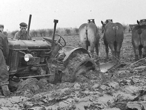 K-24659 vast in de vette klei; 3 pk nodig om hem los te krijgen, ca. 1950. 
Bron: Facebook, West Zeeuws Vlaanderen uit de oude doos, geplaatst door Frans Monje 17-5-2021, fotograaf: Oscar de Milliano. 
