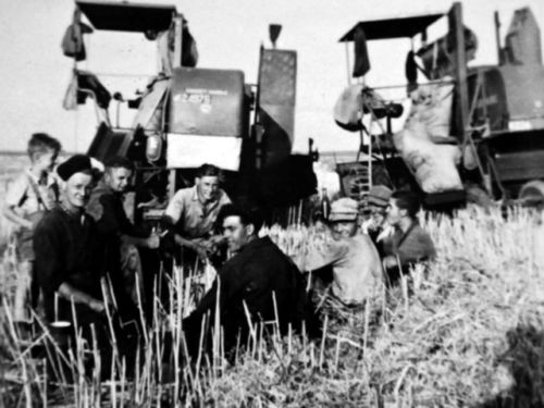 K-24976, Massey-Harris combine van H. Janse uit Wolphaartsdijk, in 1952 tijdens de schaft bij het dorsen van koolzaad. Rechts de oude 21a. 
Bron: www.agrifoto.nl, p.169, collectie Fam. Janse, via Kees de Nood. 